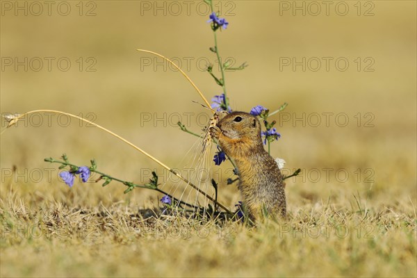 European Suslik (Spermophilus citellus) feeding a barley ferry