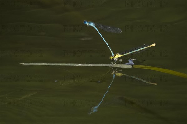 Azure damselflies (Coenagrion puella) laying eggs