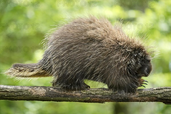 New World porcupine (Urson Erethizon Dorsatum) climbing on a branch