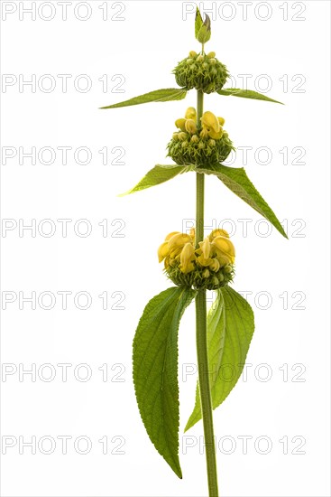 Turkish sage (Phlomis russeliana) on white ground