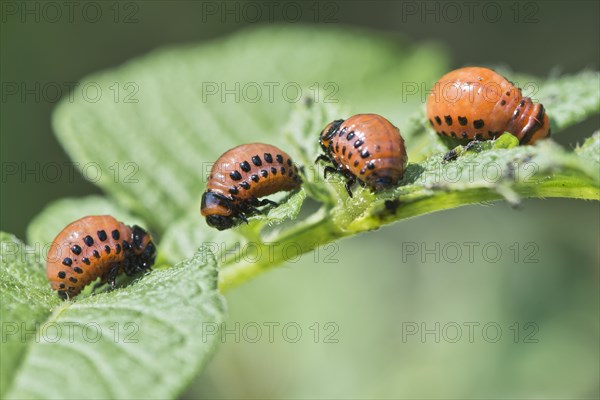 Larvae of the Colorado potato beetle (Leptinotarsa decemlineata)