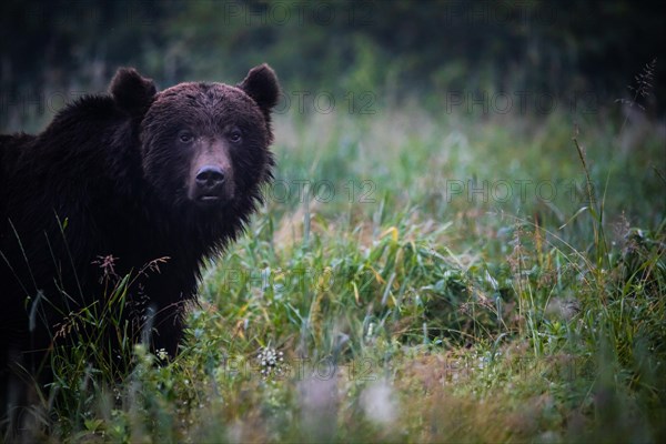 Brown bear (Ursus arctos)