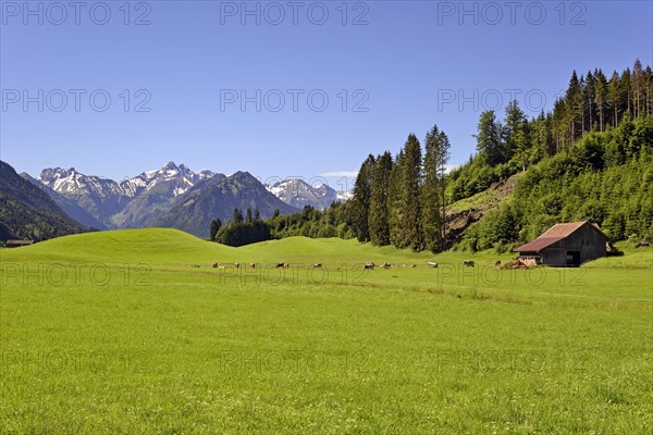 View from the meadows near the village Reichenbach to the mountain panorama of the Allgaeu Alps