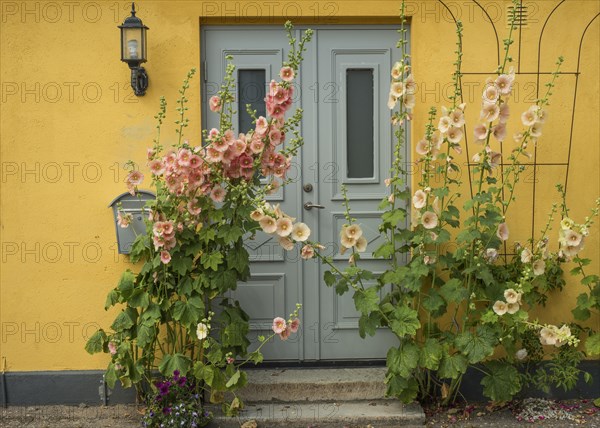 Hollyhocks (Alcea rosea) at a gate in a yellow house in a small street in the idyllic downtown of Ystad