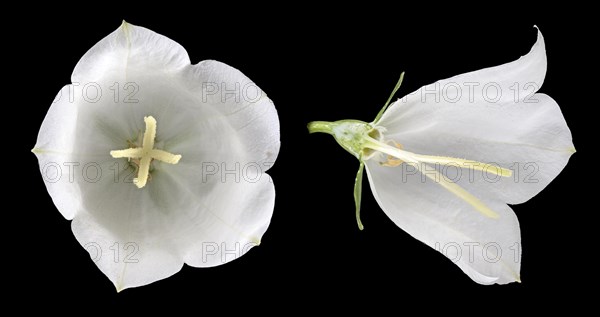 Peach-leaved bellflower (Campanula persicifolia)