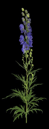 Monkshood (Aconitum napellus)