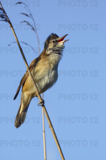 Great Reed Warbler (Acrocephalus arundinaceus) at the singing place on a reed stalk