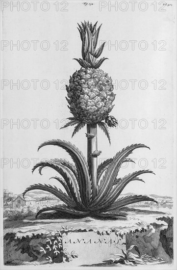 Ananas (Ananas comosus)