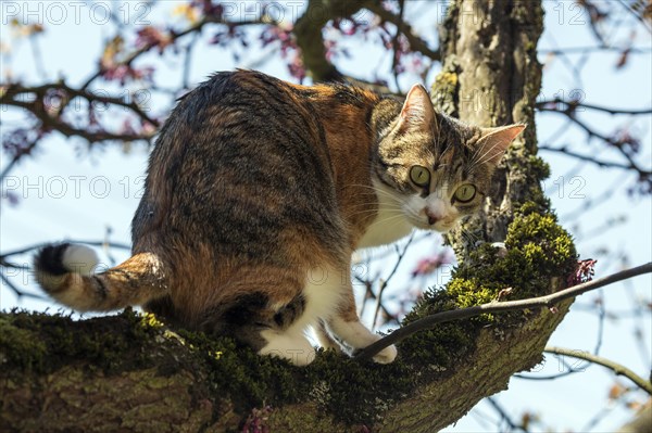 Cat (Felis catus)