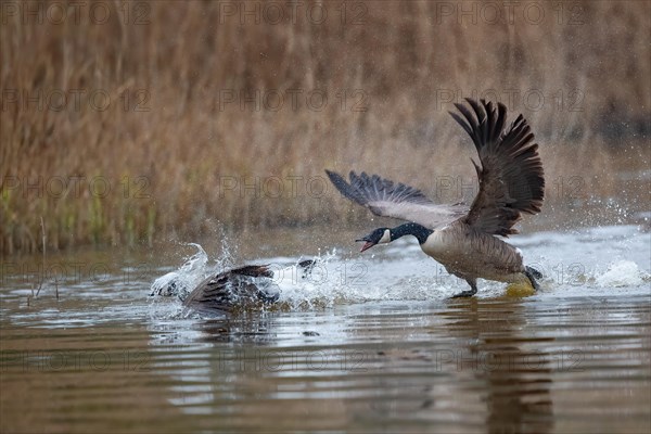 A Canada goose (Branta canadensis) gander chases a rival across the water surface during courtship