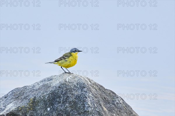 Western yellow wagtail (Motacilla flava) sitting on rock at danubia river in sunset
