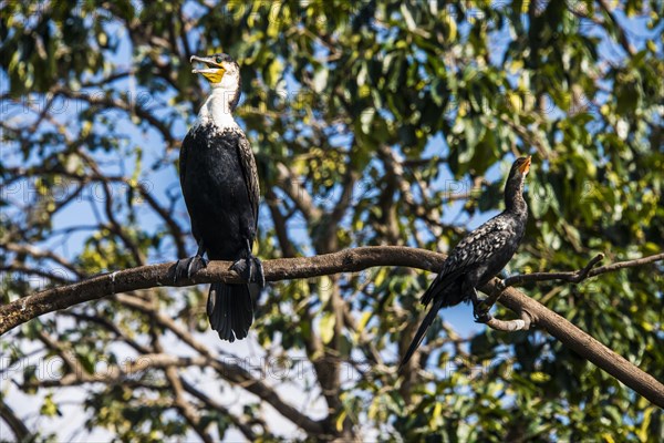 White-breasted Cormorant (Phalacrocorax lucidus)