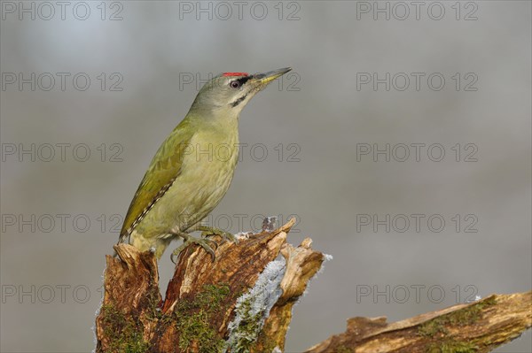 Grey-headed woodpecker (Picus canus)