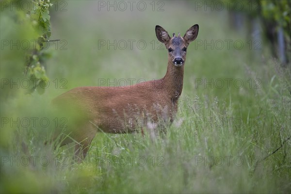 Knopfbock in the vineyard