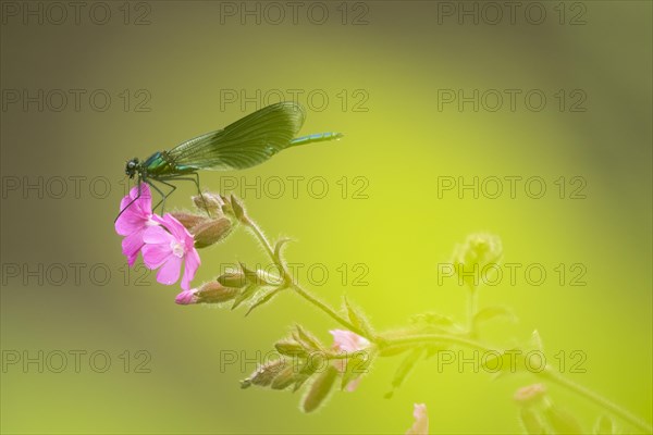 Banded demoiselle (calopteryx splendens) male