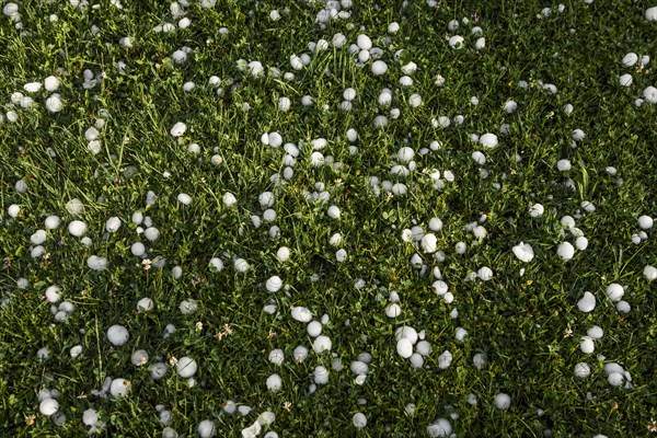 Golfball-sized hailstones in meadow