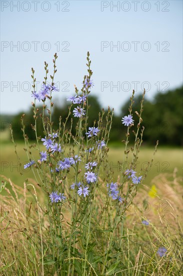 Common chicory (Cichorium intybus)