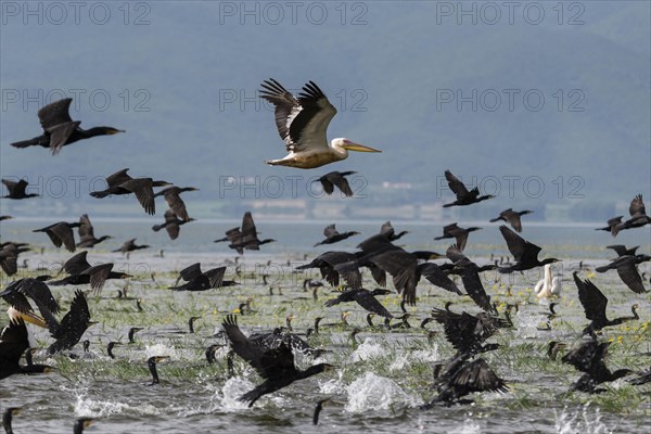 Cormorants (Phalacrocoracidae) and Dalmatian pelicans (Pelecanus crispus) flying over Lake Kerkini