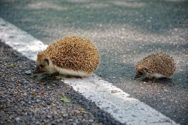 Northern white-breasted hedgehog (Erinaceus roumanicus) with baby hedgehog crossing a road
