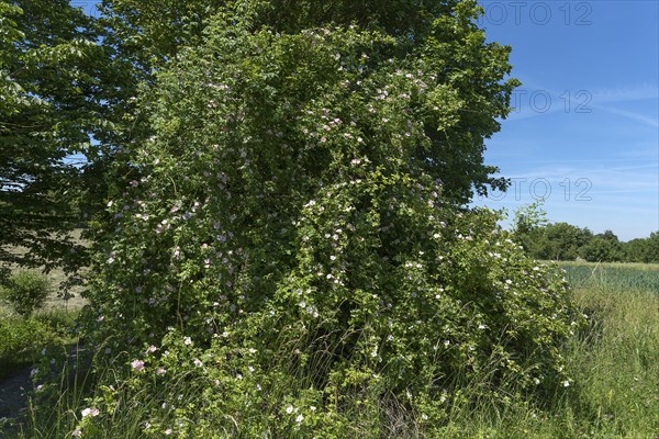 Blooming wild climbing rose (Rosa)