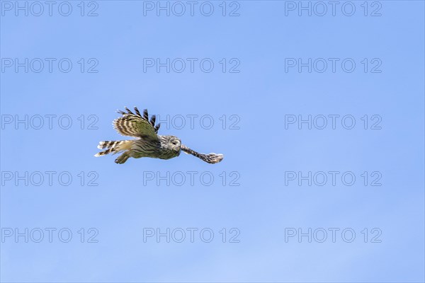 Ural owl (Strix uralensis) in flight