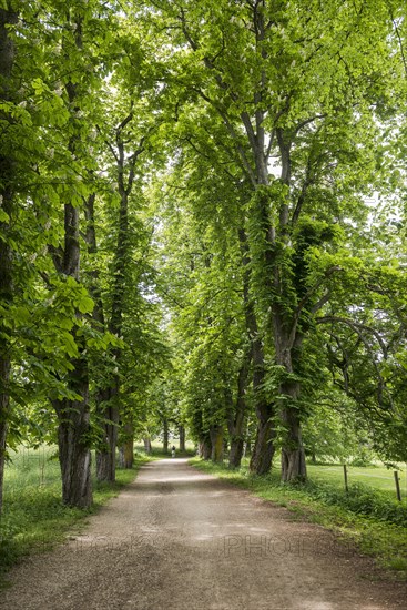 Chestnut avenue