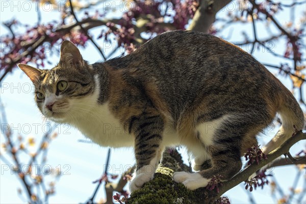 Cat (Felis catus)