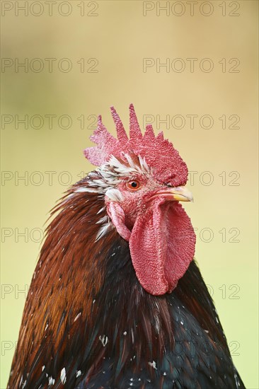 Chicken (Gallus gallus domesticus)