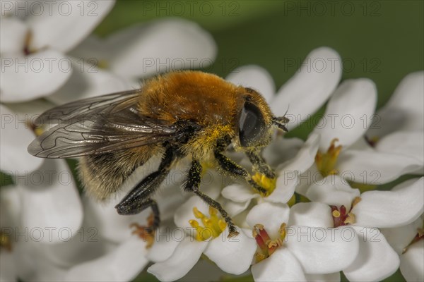 Narcissus Bulb Fly (Merodon equestris) male on Evergreen candytuft (Iberis sempervirens)