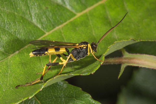 Amblyteles armatorius (Amblyteles armatorius) on a leaf