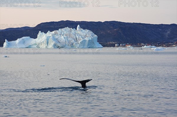 Humpback whale diving