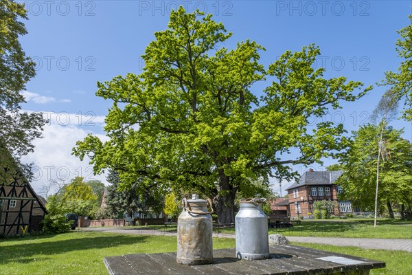 Two milk cans are standing on a table in front of the village oak in the centre of the Rundlingsdorf Kuesten