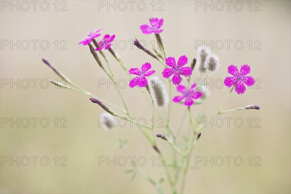 Maiden pinks (Dianthus deltoides) and Rabbitfoot clover (Trifolium arvense)