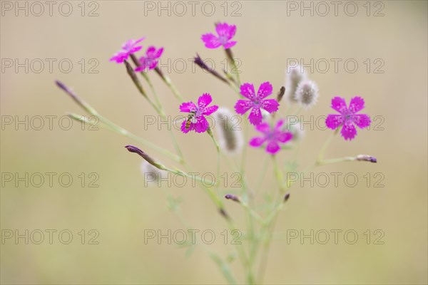 Maiden pinks (Dianthus deltoides) with hoverfly and Rabbitfoot clover (Trifolium arvense)