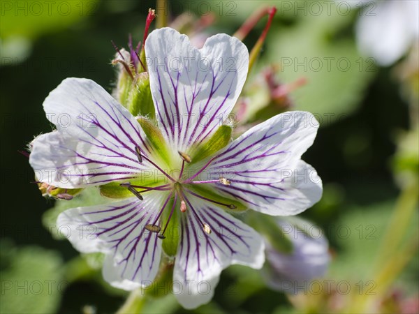 Flower of the Glandular Crane's-bill (Geranium platypetalum)