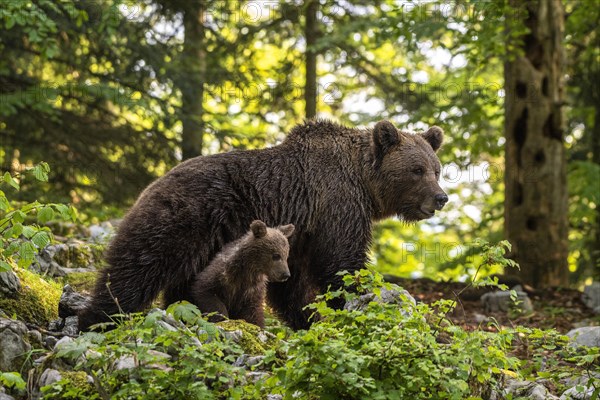 European brown bear (Ursus arctos arctos)