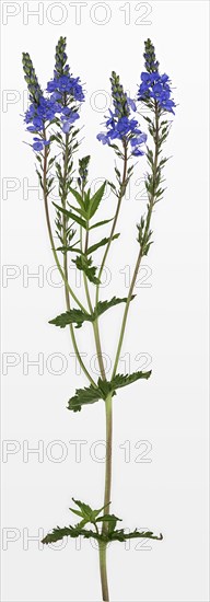 Veronica teucrium (Veronica teucrium)