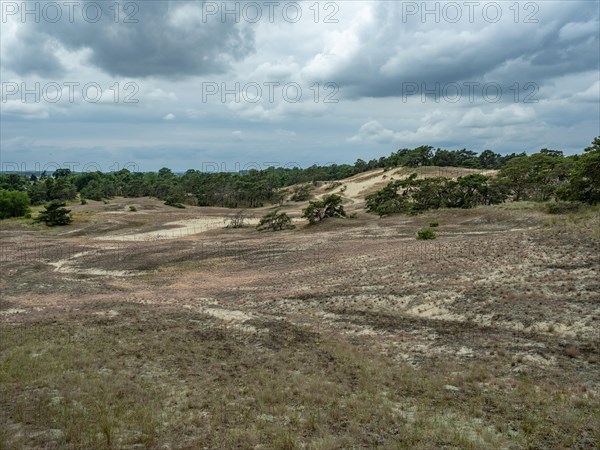 Dry sandy grassland in the Binnenduenen nature reserve near Klein Schmoelen