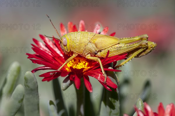 Egyptian locust (Anacridium aegyptium) on a flower