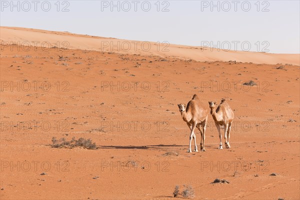 Camel in the desert