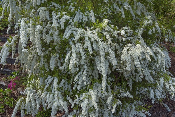 Flowering bridal spirea (Spiraea x arguta)