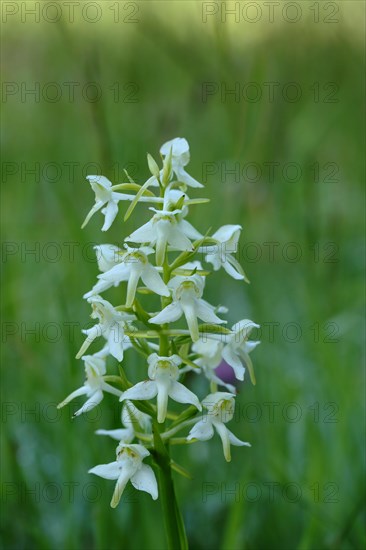 Greater butterfly-orchid (Platanthera chlorantha)