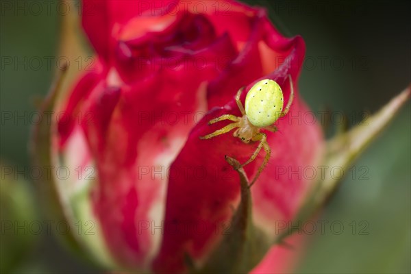 Cucumber green spider (Araniella cucurbitina) on rose blossom