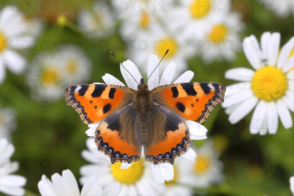 Small tortoiseshell (Aglais urticae) butterfly sitting on daisy flower (Leucanthemum)