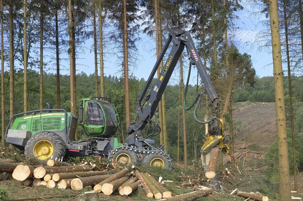 Harvester harvesting spruce infested with Grained spruce bark beetle (Cryphalus abietis)