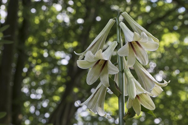 Giant Himalayan lily (Cardiocrinum giganteum)