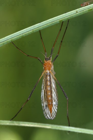 Cabbage gnat (Tipula oleracea) resting between blades of grass