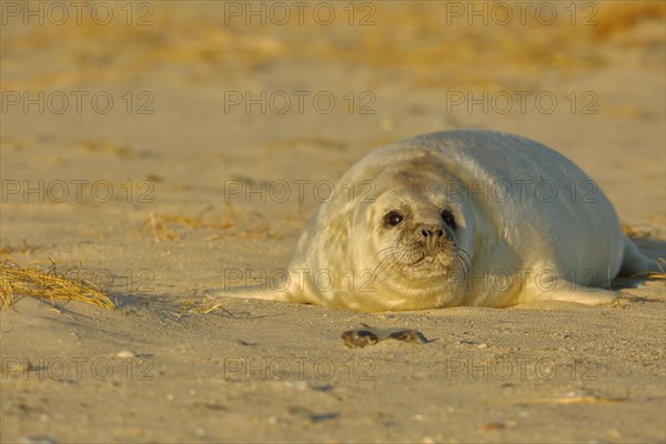 Grey seal (Halichoerus grypus)