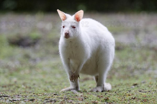 Red-necked wallaby (Macropus rufogriseus)