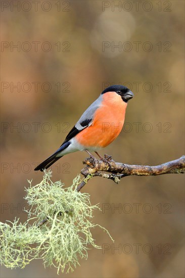 Eurasian bullfinch (Pyrrhula pyrrhula)